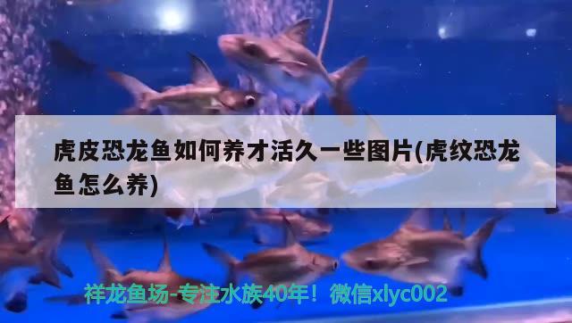 虎皮恐龍魚如何養(yǎng)才活久一些圖片(虎紋恐龍魚怎么養(yǎng)) 廣州祥龍國際水族貿(mào)易