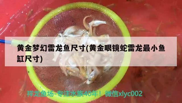 黃金夢幻雷龍魚尺寸(黃金眼鏡蛇雷龍最小魚缸尺寸) 黃金夢幻雷龍魚 第1張