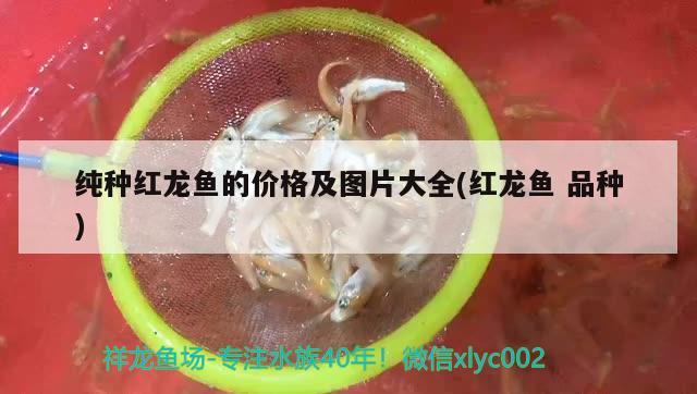 純種紅龍魚的價(jià)格及圖片大全(紅龍魚品種) 夢幻雷龍魚