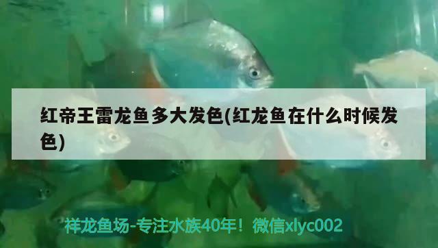 紅帝王雷龍魚多大發(fā)色(紅龍魚在什么時(shí)候發(fā)色) 魚缸百科