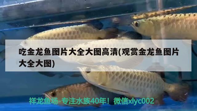 金龍魚瀘州總代理電話多少號(hào)和金龍魚溫州總代理電話多少號(hào)（有誰(shuí)知道長(zhǎng)春地區(qū)金龍魚油的代理聯(lián)系方式） 藍(lán)底過(guò)背金龍魚 第3張