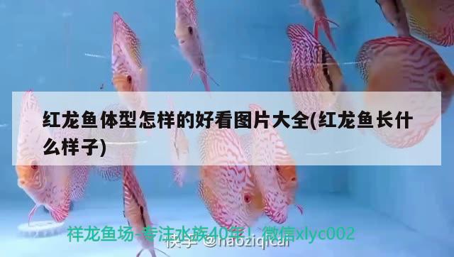 紅龍魚體型怎樣的好看圖片大全(紅龍魚長什么樣子) 魟魚百科