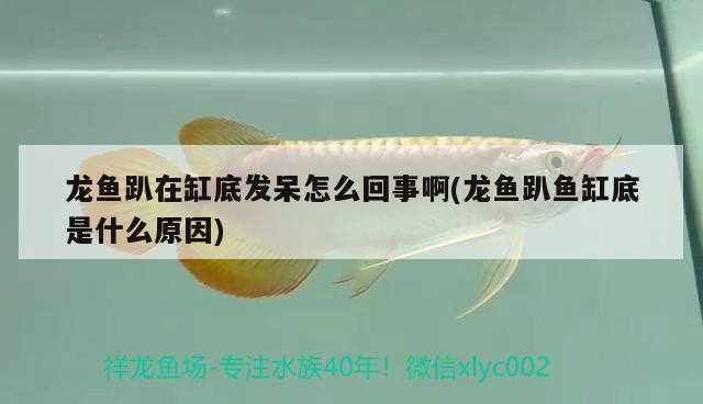 龍魚趴在缸底發(fā)呆怎么回事啊(龍魚趴魚缸底是什么原因) 福魟魟魚