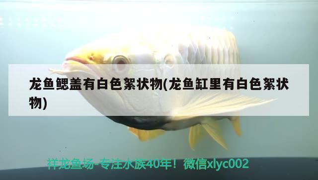 郴州水族批發(fā)市場(chǎng)在哪里（郴州水產(chǎn)品批發(fā)市場(chǎng)在哪里）