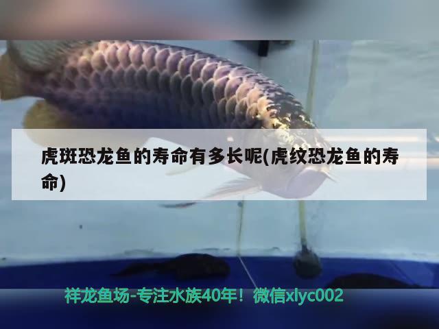 紅龍魚(yú)用什么濾材比較好養(yǎng)(紅龍魚(yú)濾材搭配) 虎魚(yú)魚(yú)苗