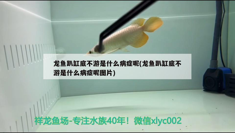 龍魚趴缸底不游是什么病癥呢(龍魚趴缸底不游是什么病癥呢圖片) PH調(diào)節(jié)劑