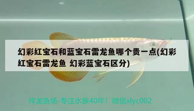 幻彩紅寶石和藍(lán)寶石雷龍魚(yú)哪個(gè)貴一點(diǎn)(幻彩紅寶石雷龍魚(yú)幻彩藍(lán)寶石區(qū)分) 觀賞魚(yú)