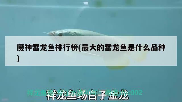 魔神雷龍魚排行榜(最大的雷龍魚是什么品種)