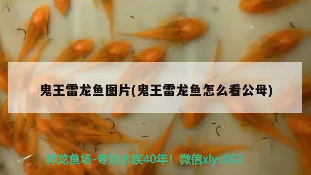 鬼王雷龍魚圖片(鬼王雷龍魚怎么看公母)