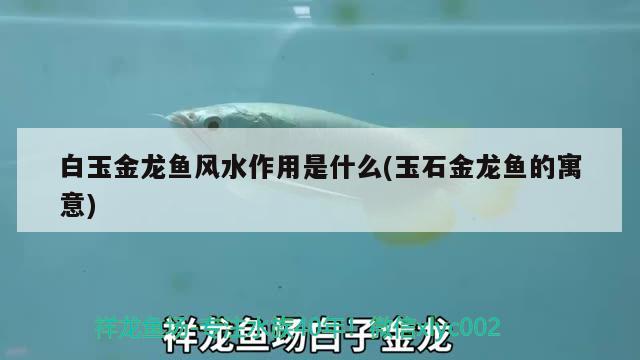 白玉金龍魚風(fēng)水作用是什么(玉石金龍魚的寓意) 魚缸風(fēng)水