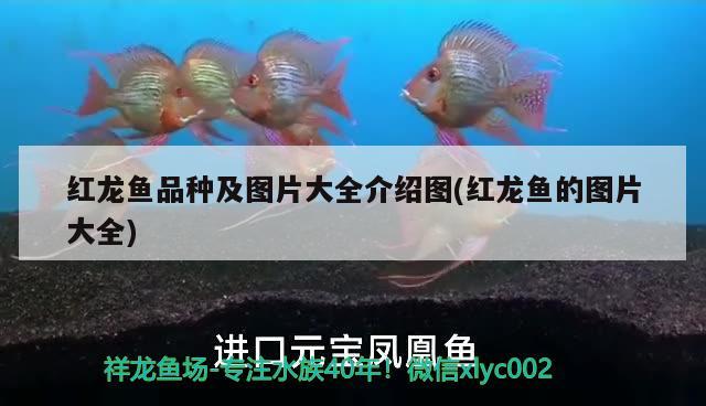 上海魚缸制作工廠地址電話：上海魚缸廠家 麥肯斯銀版魚