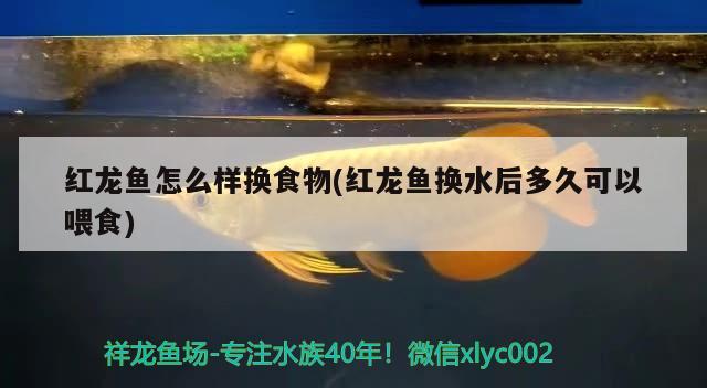 cta南美水族論壇逃僧衣舊(cta南美水族論壇app) 三間鼠魚