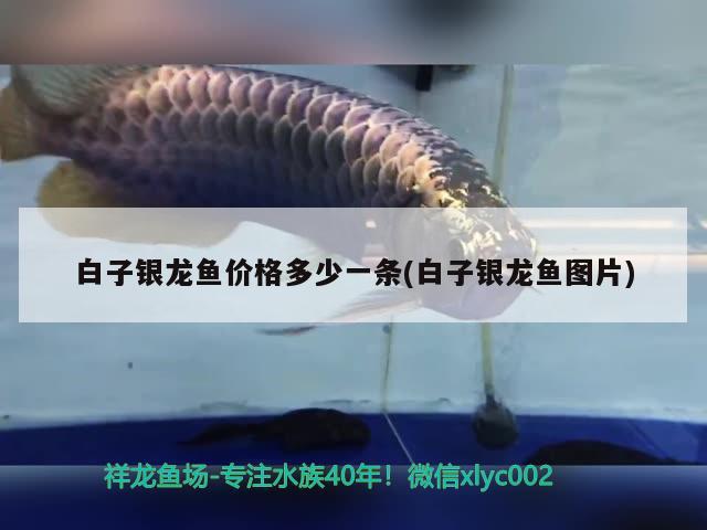 白子銀龍魚價(jià)格多少一條(白子銀龍魚圖片) 銀龍魚百科