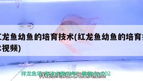 關(guān)掉氣泵魚會(huì)死嗎，金魚不充氧多長(zhǎng)時(shí)間會(huì)死