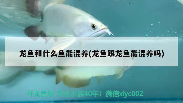 龍魚和什么魚能混養(yǎng)(龍魚跟龍魚能混養(yǎng)嗎)