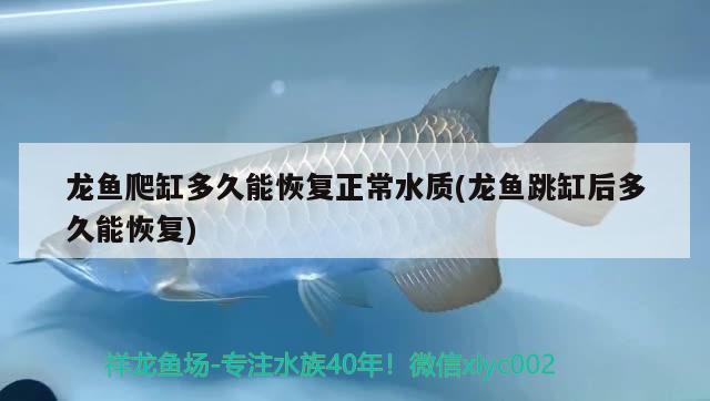 自制上過(guò)濾魚(yú)缸過(guò)濾器設(shè)計(jì)圖（如何自制魚(yú)缸過(guò)濾器） 七紋巨鯉魚(yú) 第2張