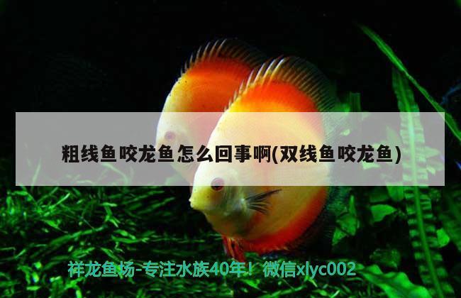 粗線魚咬龍魚怎么回事啊(雙線魚咬龍魚) 孵化器