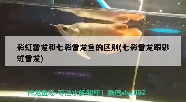 彩虹雷龍和七彩雷龍魚的區(qū)別(七彩雷龍跟彩虹雷龍)