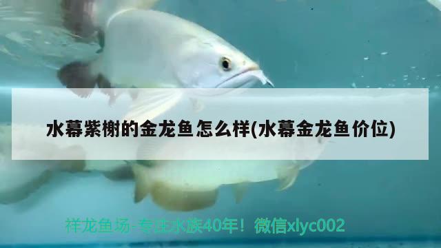 水幕紫榭的金龍魚怎么樣(水幕金龍魚價位)