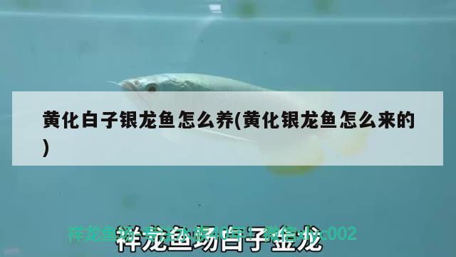 西安魚缸造景養(yǎng)護公司地址在哪里（西安魚缸定制 推薦） 慈雕魚 第2張