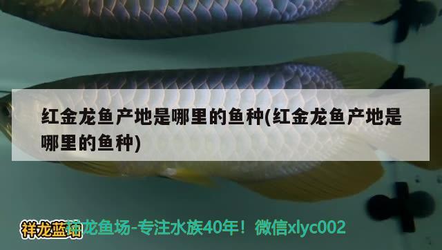 紅金龍魚(yú)產(chǎn)地是哪里的魚(yú)種(紅金龍魚(yú)產(chǎn)地是哪里的魚(yú)種) 金頭過(guò)背金龍魚(yú) 第2張