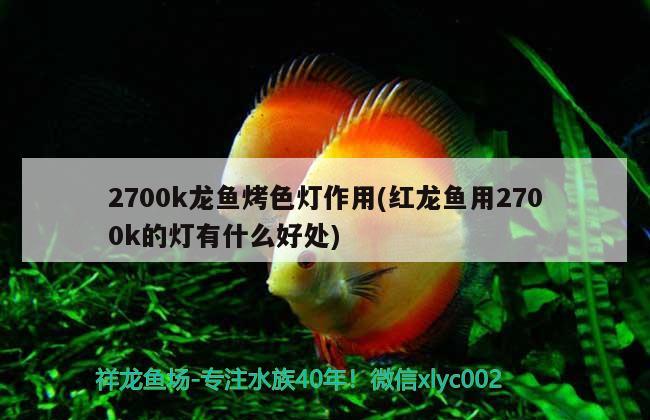 2700k龍魚烤色燈作用(紅龍魚用2700k的燈有什么好處) 大湖紅龍魚