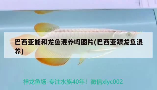 巴西亞能和龍魚混養(yǎng)嗎圖片(巴西亞跟龍魚混養(yǎng))