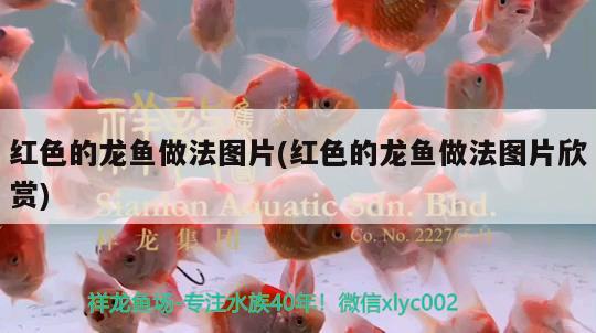 紅色的龍魚做法圖片(紅色的龍魚做法圖片欣賞) 溫控設(shè)備