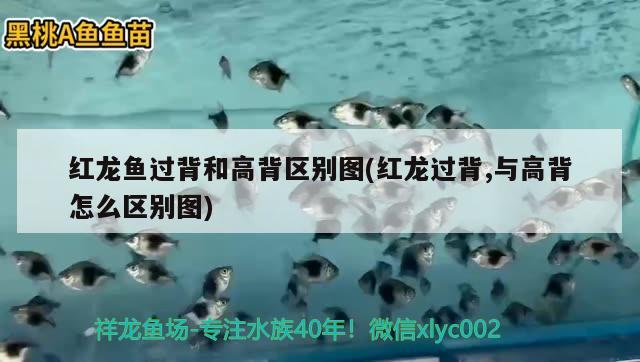 西安魚缸造景養(yǎng)護公司地址在哪里（西安魚缸定制 推薦） 慈雕魚 第1張