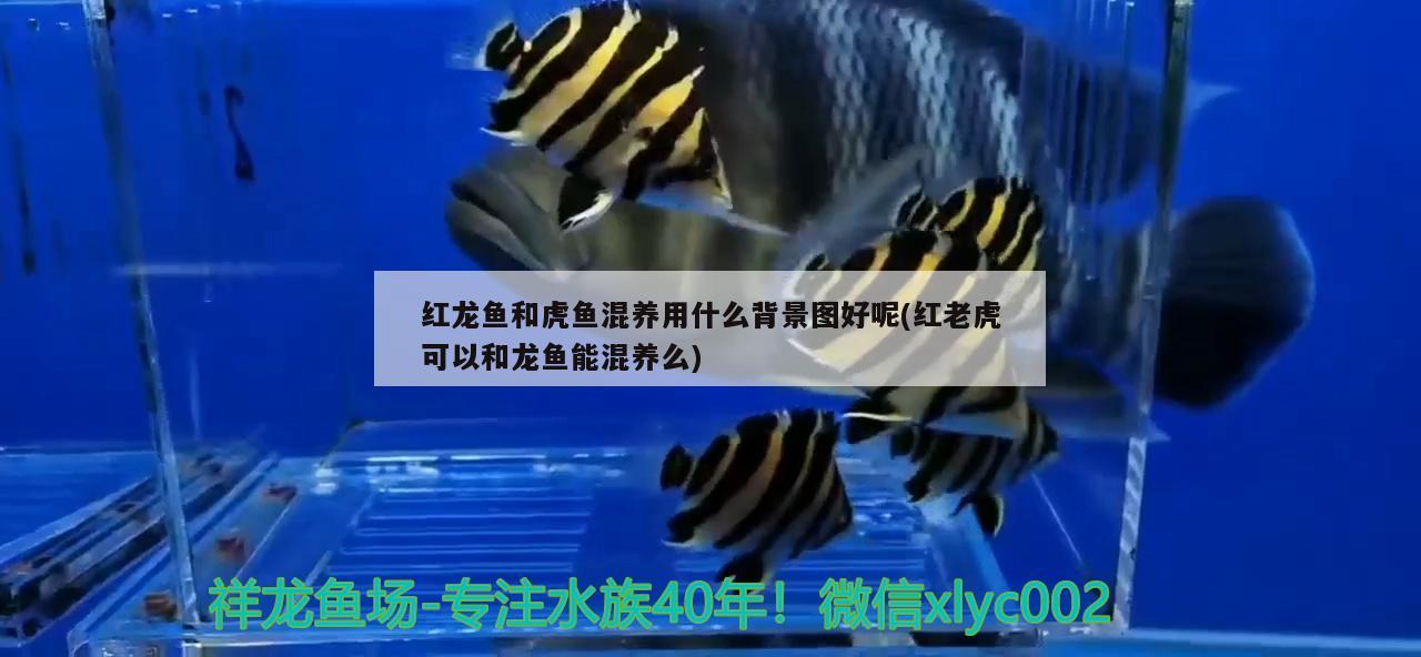 紅龍魚(yú)和虎魚(yú)混養(yǎng)用什么背景圖好呢(紅老虎可以和龍魚(yú)能混養(yǎng)么)