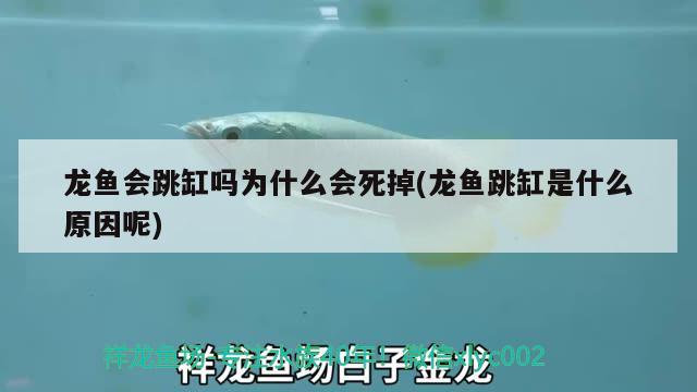 龍魚會跳缸嗎為什么會死掉(龍魚跳缸是什么原因呢)