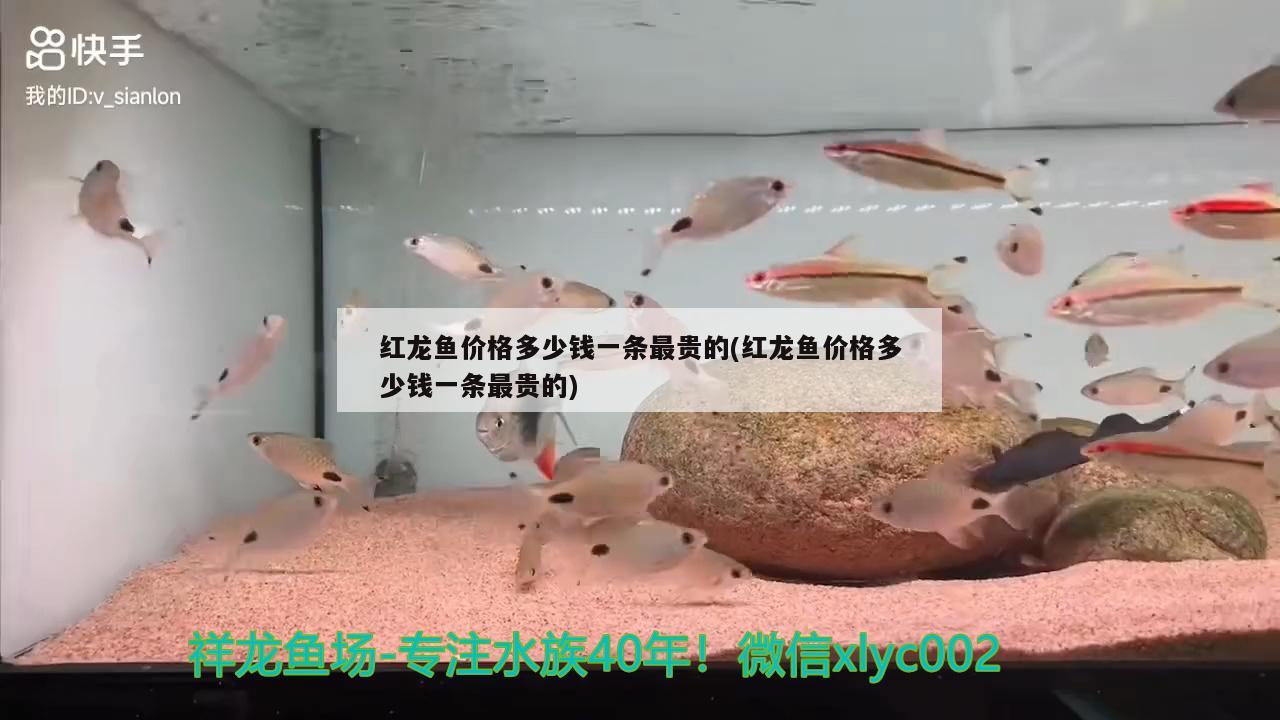 紅龍魚(yú)價(jià)格多少錢(qián)一條最貴的(紅龍魚(yú)價(jià)格多少錢(qián)一條最貴的) 紅勾銀版魚(yú)