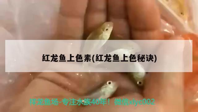 龍魚和虎魚哪個(gè)長得快些（龍魚跟虎魚尺寸怎么搭配）