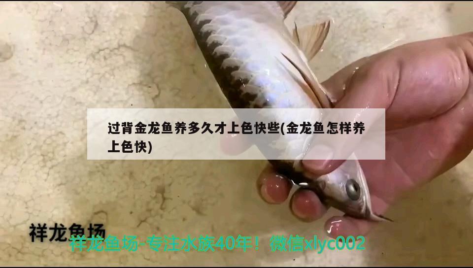 過(guò)背金龍魚養(yǎng)多久才上色快些(金龍魚怎樣養(yǎng)上色快) 過(guò)背金龍魚 第2張