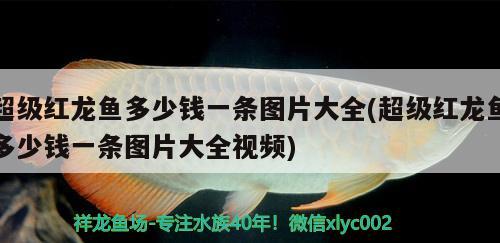 超級紅龍魚多少錢一條圖片大全(超級紅龍魚多少錢一條圖片大全視頻) 白條過背金龍魚