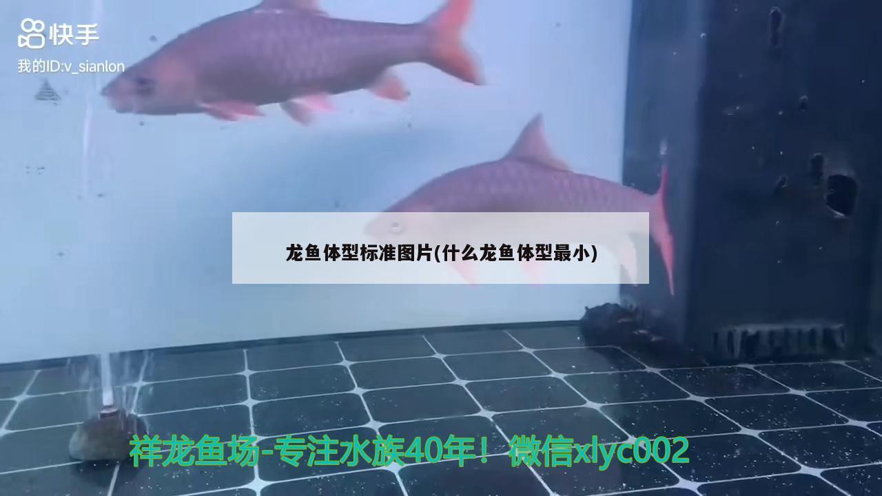 龍魚(yú)體型標(biāo)準(zhǔn)圖片(什么龍魚(yú)體型最小)