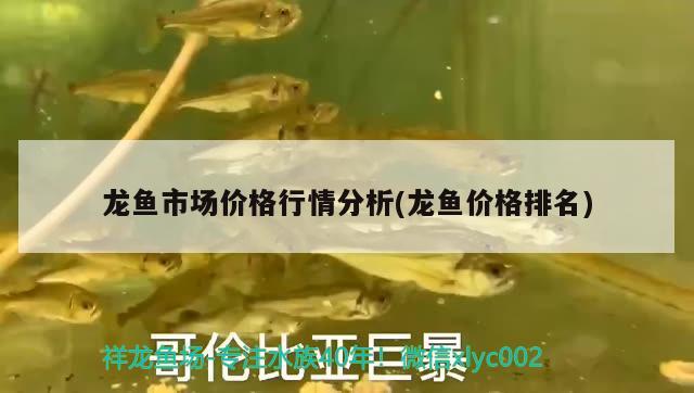 龍魚市場價(jià)格行情分析(龍魚價(jià)格排名) 黑影道人魚