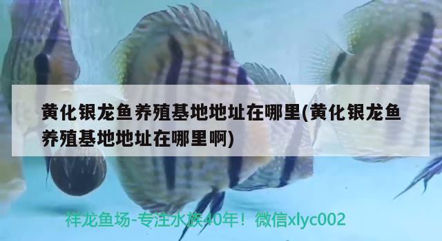 紅龍魚爛尾用什么藥(龍魚爛尾用什么藥治療) 黑白雙星