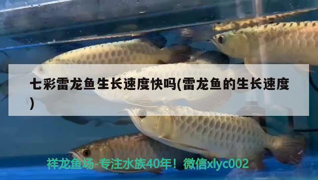 七彩雷龍魚生長速度快嗎(雷龍魚的生長速度)