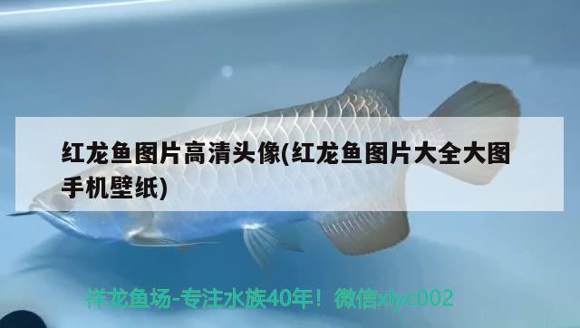 寧波魚缸廠：寧波做魚缸的地方在哪