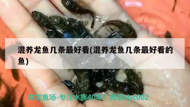 混養(yǎng)龍魚(yú)幾條最好看(混養(yǎng)龍魚(yú)幾條最好看的魚(yú)) 過(guò)濾設(shè)備 第2張