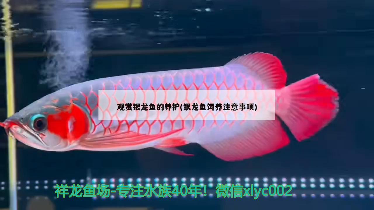 觀賞銀龍魚的養(yǎng)護(銀龍魚飼養(yǎng)注意事項)