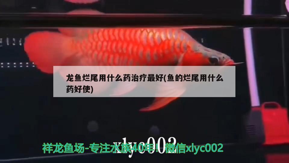 龍魚爛尾用什么藥治療最好(魚的爛尾用什么藥好使)