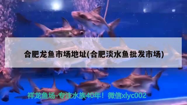 合肥龍魚(yú)市場(chǎng)地址(合肥淡水魚(yú)批發(fā)市場(chǎng))