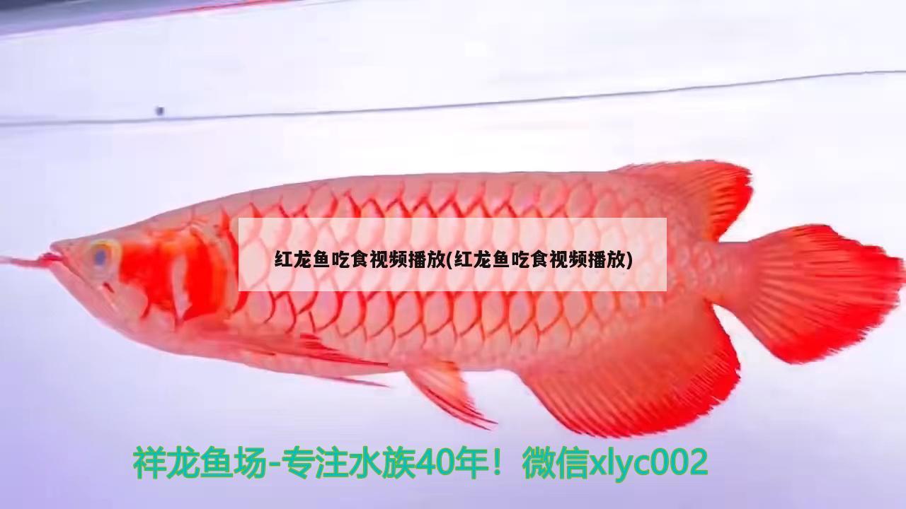 水魚缸造景圖片欣賞 水缸做魚缸造景