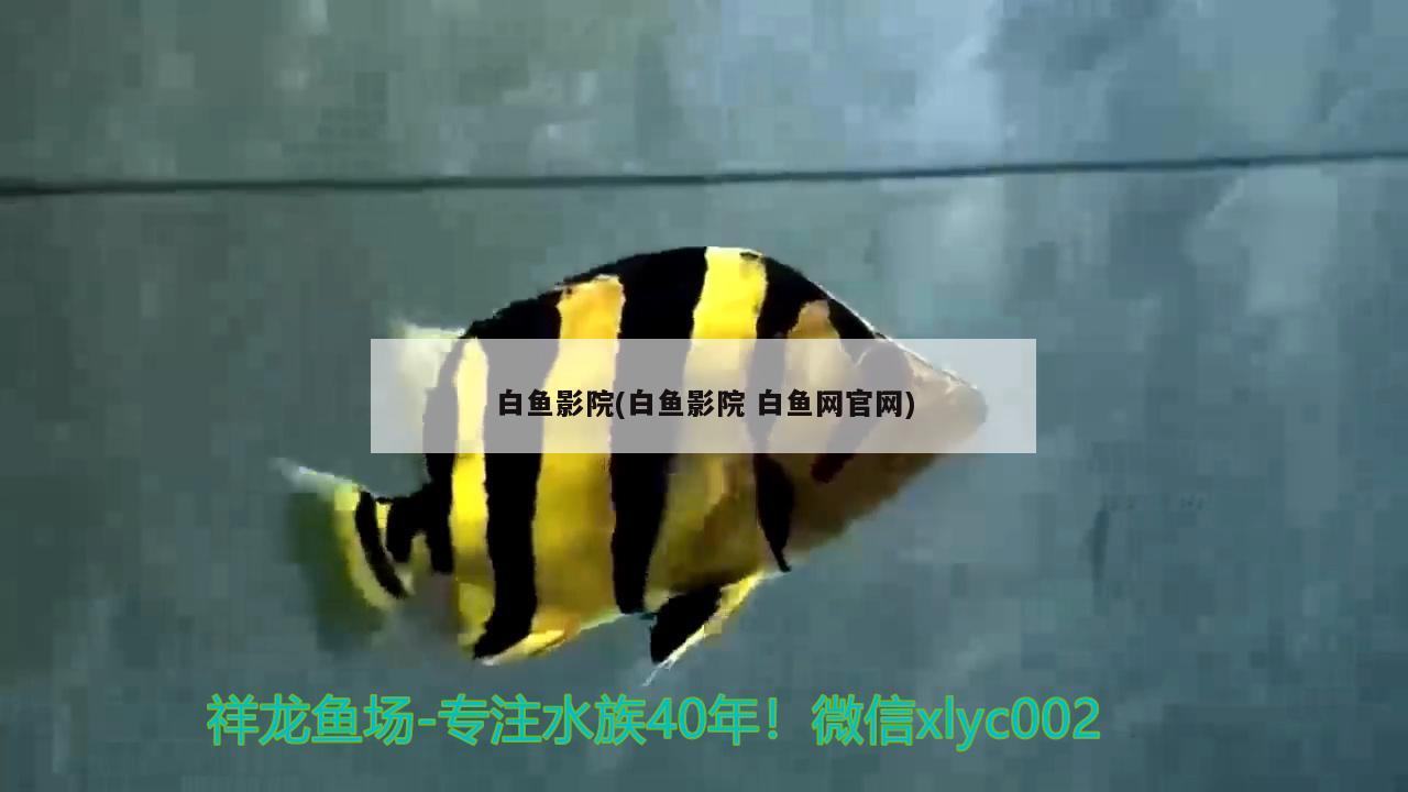 白魚影院(白魚影院白魚網(wǎng)官網(wǎng))