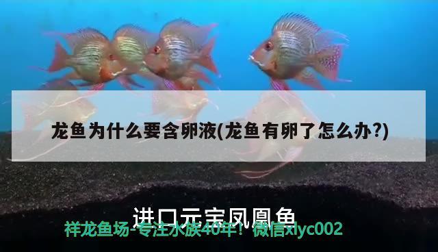 龍魚為什么要含卵液(龍魚有卵了怎么辦?) 狗仔（招財(cái)貓)魚苗