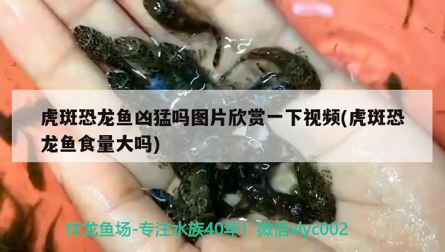 虎斑恐龍魚兇猛嗎圖片欣賞一下視頻(虎斑恐龍魚食量大嗎)