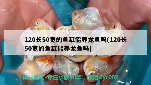 120長50寬的魚缸能養(yǎng)龍魚嗎(120長50寬的魚缸能養(yǎng)龍魚嗎) BD魟魚