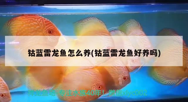 鈷藍(lán)雷龍魚怎么養(yǎng)(鈷藍(lán)雷龍魚好養(yǎng)嗎) 水族用品